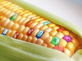 Alimentos transgénicos: del laboratorio a la mesa alimentos transgenicos