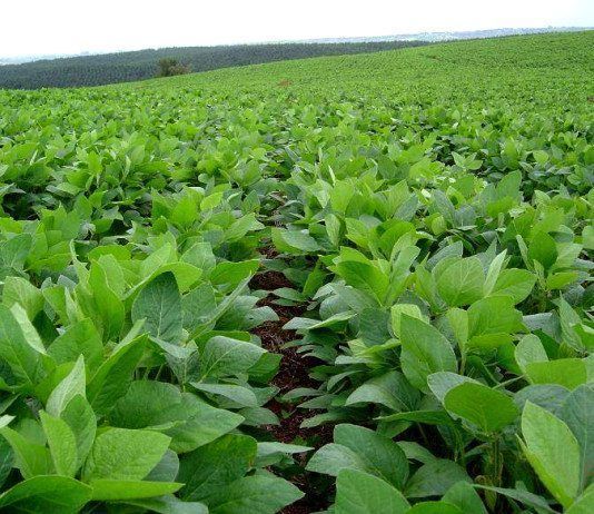 plantación de soja