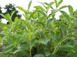 Stevia