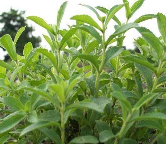 Stevia, dulce novedad Stevia