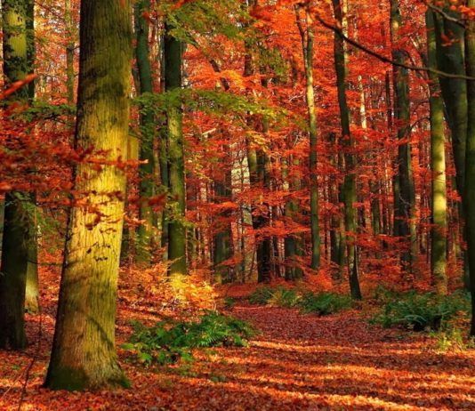 Bienvenido el otoño bienvenido otoño