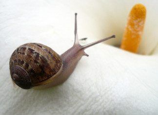 Despacio y buenos alimentos. “Recorrido por el movimiento Slow Food” Slow Food