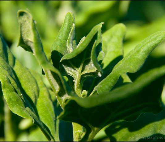 Verde que te quiero verde, el ácido fólico Ácido fólico