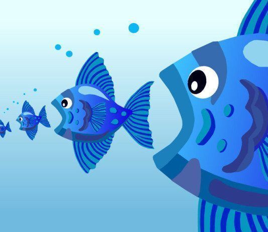 mercurio acumulado en pescados