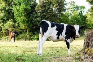 vaca lechera en libertad