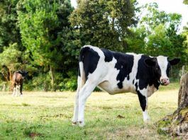 El desayuno y la leche de vaca: Una historia de colonización industrial