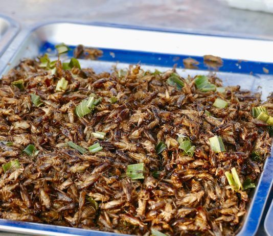 ¿Es saludable comer insectos? entomofagia
