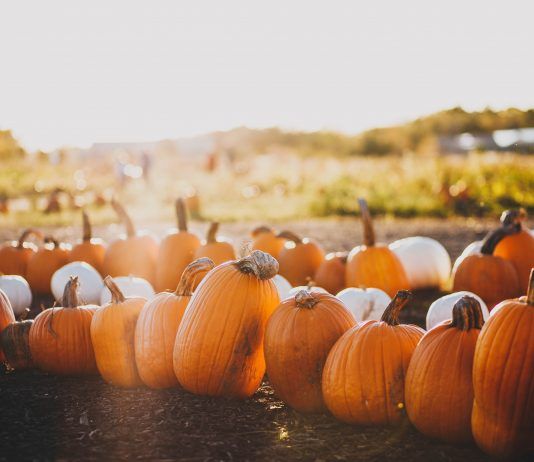 Propiedades y recetas de las calabazas