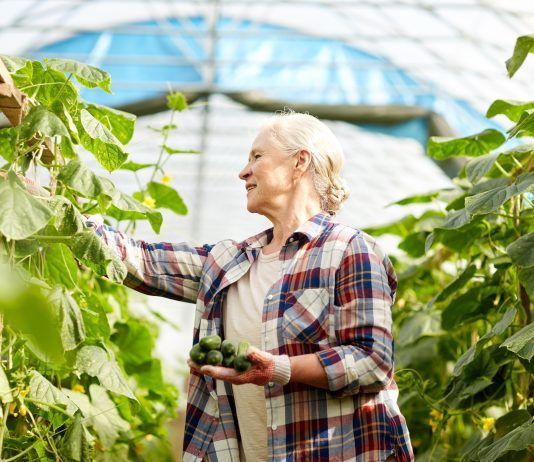 Mujer mayor cosechando pepeinos