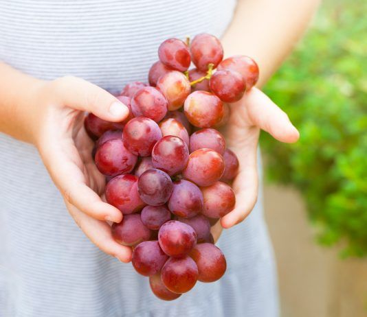 Uvas de sabores y sin pepitas: ¿son igual de saludables? Uvas moradas