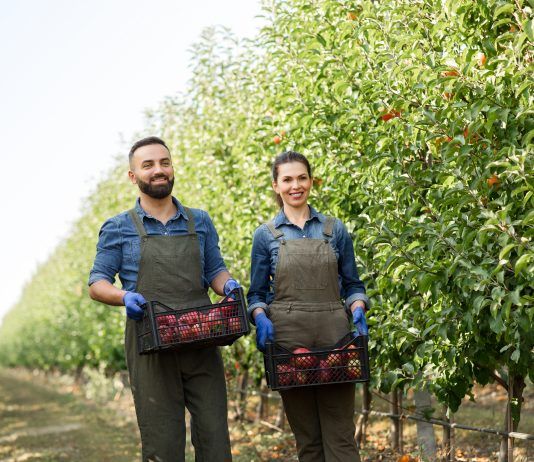 agricultores recogen fruta